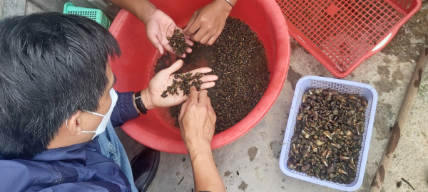 Hiện trạng nghiên cứu về lĩnh vực nhuyễn thể của Trường Đại học Nha Trang 