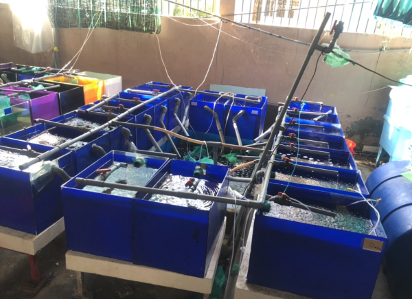 Sinh viên Viện Nuôi trồng Thủy sản tích cực tham gia các hoạt động nghiên cứu khoa học